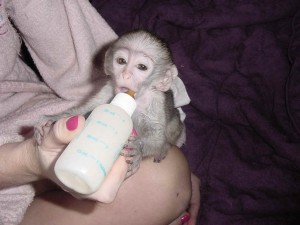 sweet little capuchine monkeys available now for a lovely home (belomiwhite@gmail.com