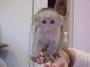 Inttelegent capuchin monkey for a good home