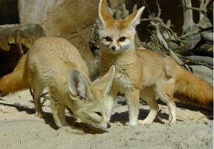 TICA Registered Fennec Foxes and other exotic animals for sale.