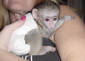 Excellent and Gorgeous Baby Capuchin monkeys for Adoption