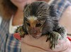 FRIENDLY MARMOSET MONKEY FOR REHOMING