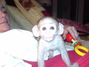 I have a beautiful female monkey