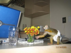  Gorgeous female capuchin monkey available now (loretahaper@yahoo.com)