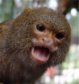 Caring Pygmy Marmosets monkey for you out there