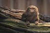 Pygmy Marmosets monkeys