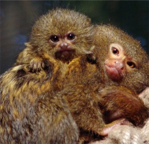 MALE AND FEMALE Pygmy Marmoset monkeys