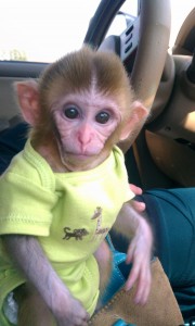 Sweet Baby Monkey For adoption