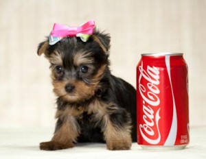 cute Male And Female Home Raise Yorkshire Terrier  Puppies For Adoption