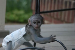 Cute baby Capuchin Monkey For Free Adoption